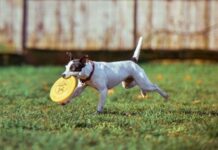 Consejos para Dueños Responsables de Perros Consejos para Dueños Responsables de Perros