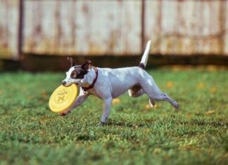 Consejos para Dueños Responsables de Perros Consejos para Dueños Responsables de Perros