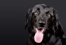 Efectos de Salud de la Obesidad en Perros Efectos de Salud de la Obesidad en Perros