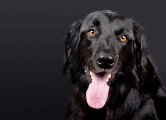 Efectos de Salud de la Obesidad en Perros Efectos de Salud de la Obesidad en Perros