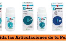 La SALUD ARTICULAR de tu PERRO: es tu deber ¿Cómo cuidar las articulaciones de tu perro?