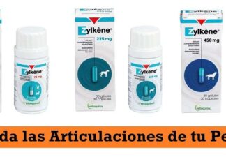La SALUD ARTICULAR de tu PERRO: es tu deber ¿Cómo cuidar las articulaciones de tu perro?