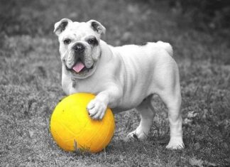 Cómo Evitar que Tu Perro sea Agresivo Cómo Evitar que Tu Perro sea Agresivo