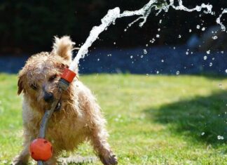 Fases de Duelo Tras la Muerte del Perro Muerte del perro