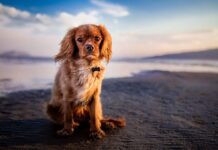Consejos para ir a la Playa con el Perro Consejos para ir a la Playa con el Perro
