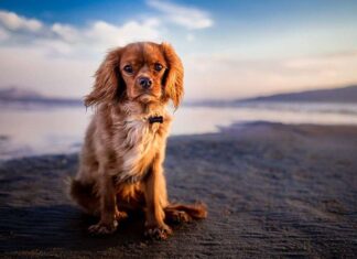 Consejos para ir a la Playa con el Perro Consejos para ir a la Playa con el Perro