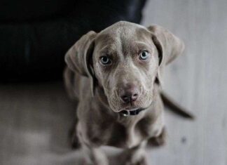 El Reencuentro Viral de un Niño y Su Perro El Reencuentro Viral de un Niño y Su Perro