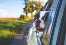 No Dejes a tu Perro Encerrado en el Coche No Dejes a tu Perro Encerrado en el Coche