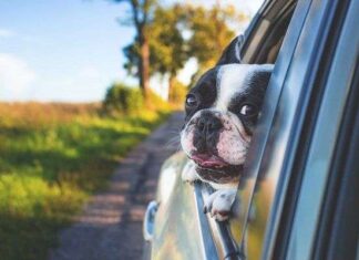 No Dejes a tu Perro Encerrado en el Coche No Dejes a tu Perro Encerrado en el Coche