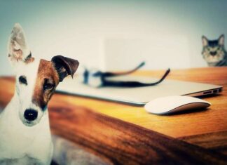 ¿Cómo Afecta el Aire Acondicionado a tu Perro? ¿Cómo Afecta el Aire Acondicionado a tu Perro?