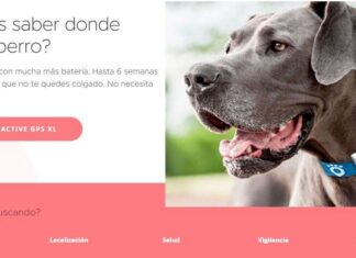 GPS para PERROS, la solución para NO PERDERLO de vista en ninguna parte GPS para PERROS