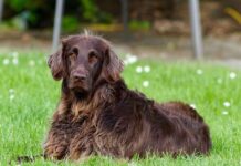 Cómo Evitar el Robo de Perros en Verano Cómo Evitar el Robo de Perros en Verano