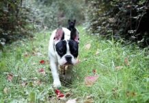 Cómo Trabajar como Paseador de Perros Cómo Trabajar como Paseador de Perros