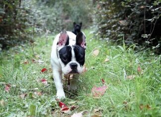 Cómo Trabajar como Paseador de Perros Cómo Trabajar como Paseador de Perros