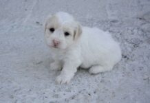 Principales Ventajas de Tener un Perro Pequeño Principales Ventajas de Tener un Perro Pequeño