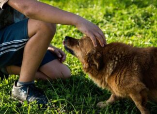 ¿Cuál es la Realidad del Abandono Animal? ¿Cuál es la Realidad del Abandono Animal?