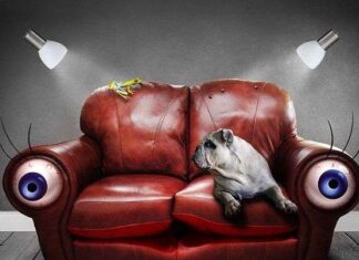Cinco Errores que Cometes con Tu Perro Cinco Errores que Cometes con Tu Perro