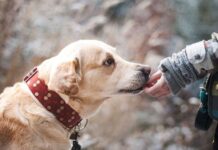 5 Regalos para los Amantes de los Perros Regalos recomendados para los amantes de los perros
