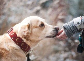 5 Regalos para los Amantes de los Perros Regalos recomendados para los amantes de los perros