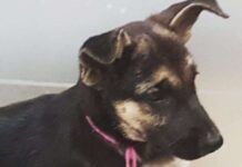 Alejandro Sanz Presenta a Su Perrita Frida Baby