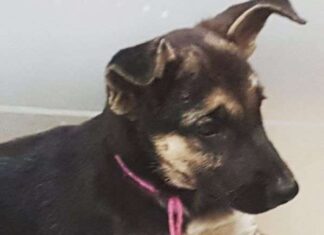 Alejandro Sanz Presenta a Su Perrita Frida Baby