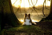4 Causas de la Depresión Estacional en Perros Causas de la Depresión Estacional en Perros