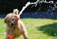Cómo Organizar una Fiesta de Cumpleaños para Tu Perro Cómo Organizar una Fiesta de Cumpleaños para Tu Perro