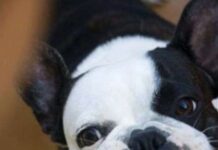 Vanesa Martín Dice Adiós a Pongo en Instagram