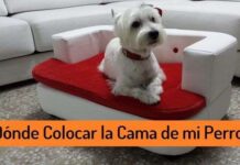 ¿DÓNDE colocar la CAMA de tu PERRO? Donde Colocar la Cama de mi Perro