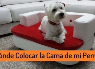 ¿DÓNDE colocar la CAMA de tu PERRO? Donde Colocar la Cama de mi Perro