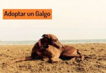 Lo que debes saber antes de ADOPTAR un GALGO Adoptar un Galgo