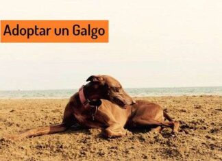 Lo que debes saber antes de ADOPTAR un GALGO Adoptar un Galgo