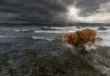 Cómo Cuidar un Perro Cómo Cuidar un Perro