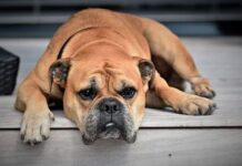Consejos Básicos para Prevenir la Gripe Canina Consejos Básicos para Prevenir la Gripe Canina