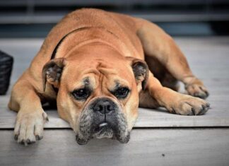 Consejos Básicos para Prevenir la Gripe Canina Consejos Básicos para Prevenir la Gripe Canina