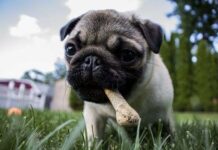 ¿Cómo influye la ALIMENTACIÓN en la PIEL y PELO de nuestro perro? Alimentacion influye en PIEL y PELO