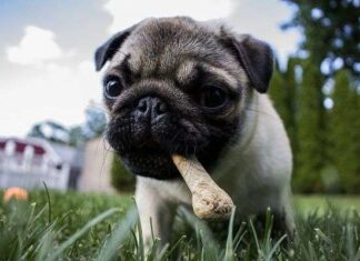¿Cómo influye la ALIMENTACIÓN en la PIEL y PELO de nuestro perro? Alimentacion influye en PIEL y PELO
