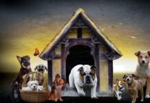 Tipos de Casetas de Perros Tipos de Casetas de Perros