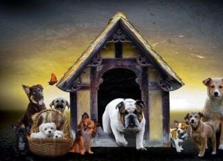 Tipos de Casetas de Perros Tipos de Casetas de Perros