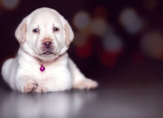 4 Buenas Razones para Adoptar un Perro en Navidad 4 Buenas Razones para Adoptar un Perro en Navidad