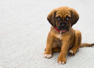 Consejos para Trabajar como Cuidador de Perros Consejos para Trabajar como Cuidador de Perros