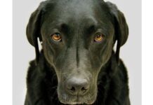 Libro Recomendado: En La Mente de Un Perro Libro Recomendado: En La Mente de Un Perro