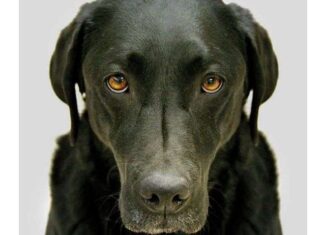 Libro Recomendado: En La Mente de Un Perro Libro Recomendado: En La Mente de Un Perro