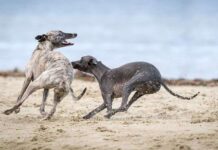 Jorge Javier Vázquez Firme Defensor de los Derechos de los Galgos Jorge Javier Vázquez Firme Defensor de los Derechos de los Galgos