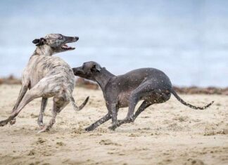 Jorge Javier Vázquez Firme Defensor de los Derechos de los Galgos Jorge Javier Vázquez Firme Defensor de los Derechos de los Galgos
