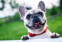 Cinco Fases del Duelo tras la Muerte de un Perro Cinco Fases del Duelo tras la Muerte de un Perro
