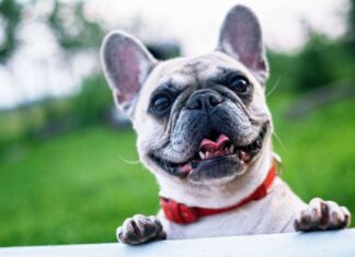 Cinco Fases del Duelo tras la Muerte de un Perro Cinco Fases del Duelo tras la Muerte de un Perro
