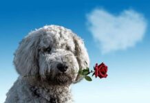Cinco Beneficios de Practicar Running con tu Perro Cinco Beneficios de Practicar Running con tu Perro