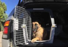 Usar TRANSPORTIN para perros en el coche Usar transportin para perros en el coche