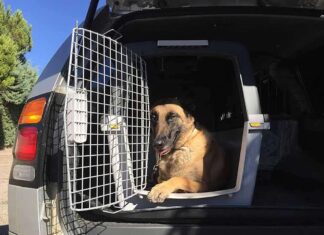 Usar TRANSPORTIN para perros en el coche Usar transportin para perros en el coche